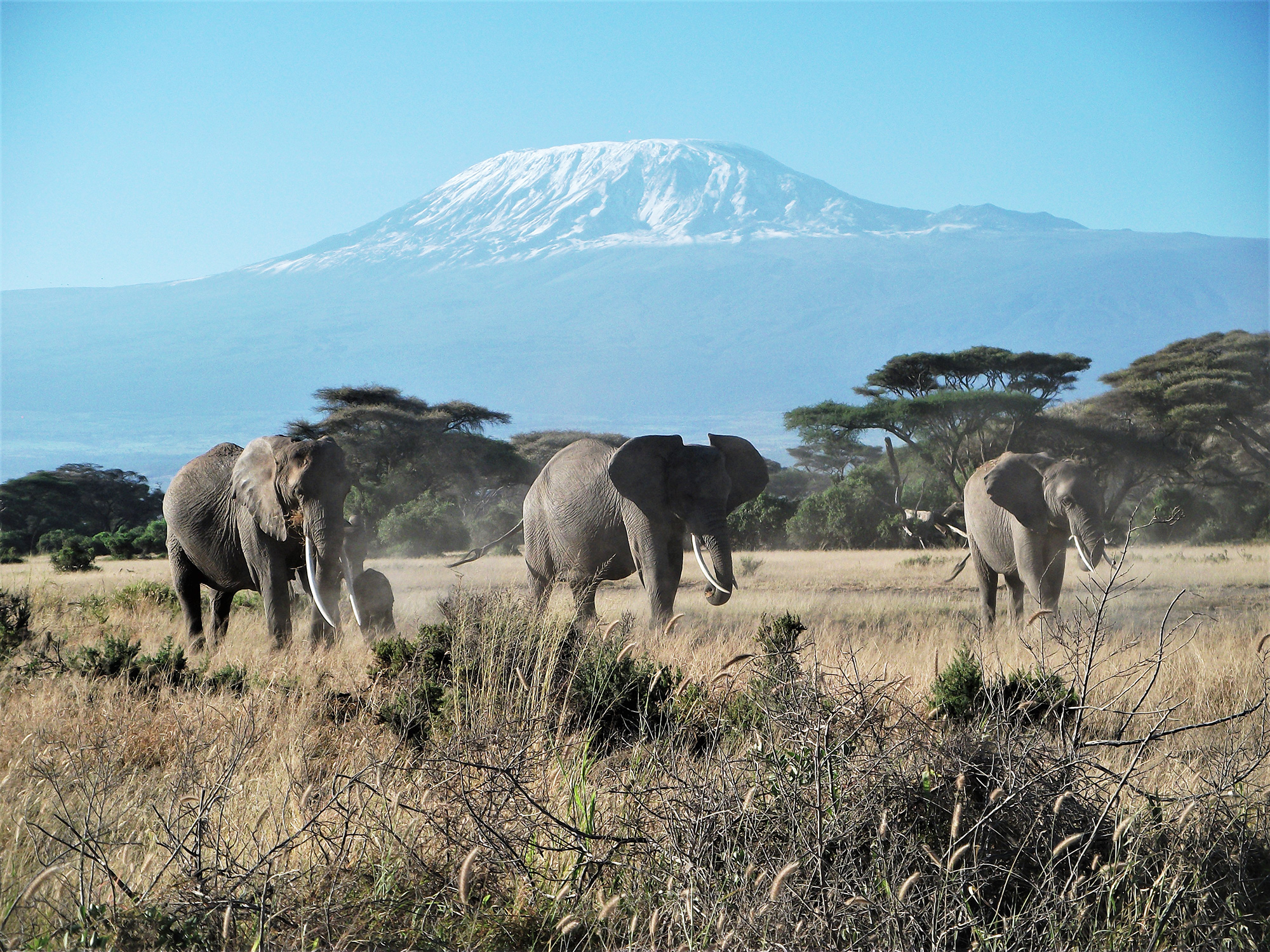 アフリカゾウの楽園、キリマンジャロを望むアンボセリ国立公園(ケニア) VOYAGE 世界見聞録