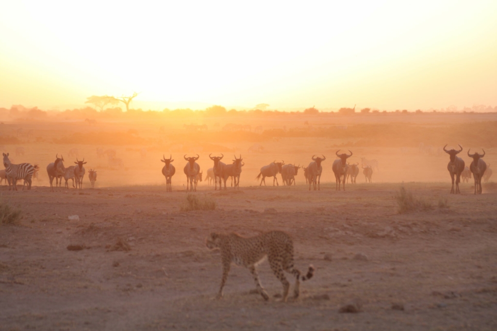 アフリカゾウの楽園、キリマンジャロを望むアンボセリ国立公園(ケニア) – VOYAGE -世界見聞録-