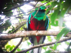 世界一美しい鳥、ケツァール(コスタリカ)