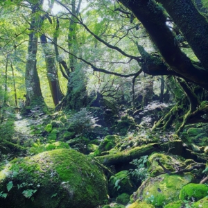 苔・木・水が織りなすもののけ姫の世界、白谷雲水峡(鹿児島/屋久島)