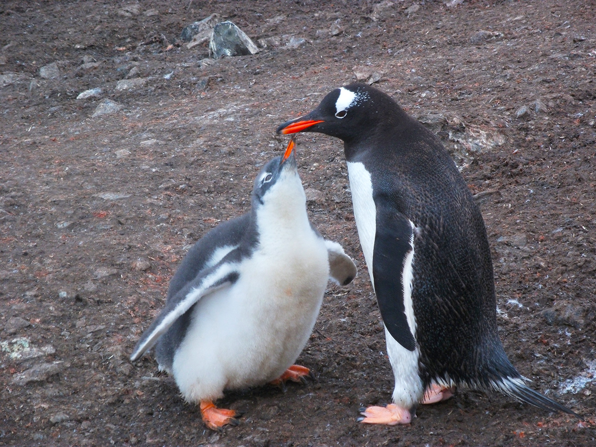 南極のペンギン図鑑と生態 – VOYAGE -世界見聞録-