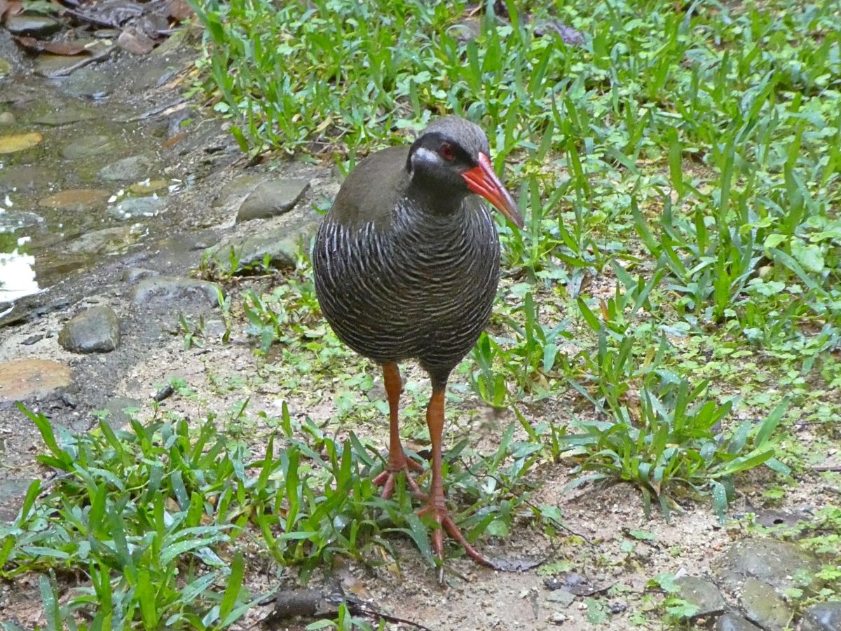 20220328JKOV‗ヤンバルクイナ